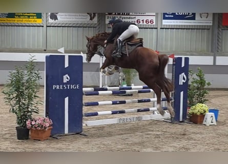 Meer warmbloeden, Merrie, 9 Jaar, 168 cm, Donkere-vos