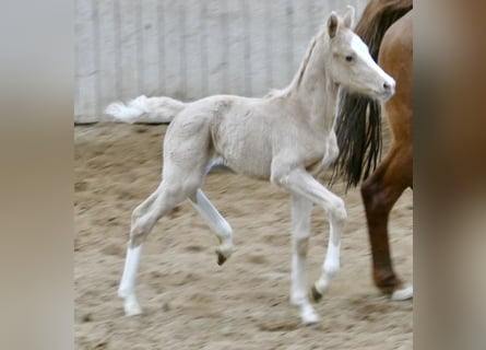 Meer warmbloeden, Merrie, , 168 cm, Palomino