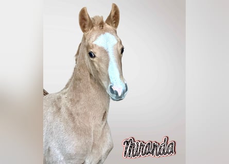 Meer warmbloeden, Merrie, , 168 cm, Palomino