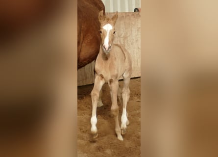 Meer warmbloeden, Merrie, , 168 cm, Palomino