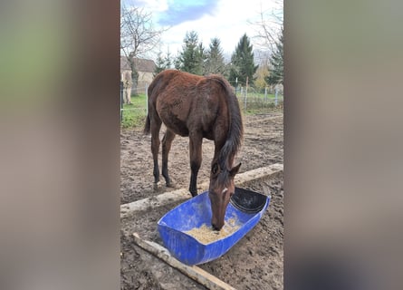 Meer warmbloeden, Merrie, veulen (01/2024), 170 cm, Bruin