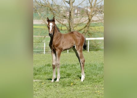 Meer warmbloeden, Merrie, Veulen (04/2026), 170 cm, Bruin