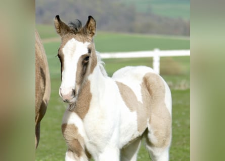 Meer warmbloeden, Merrie, Veulen (03/2026), 170 cm, Gevlekt-paard