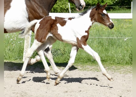 Meer warmbloeden, Merrie, veulen (04/2024), 170 cm, Gevlekt-paard