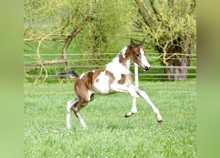 Meer warmbloeden, Merrie, veulen (03/2024), 170 cm, Gevlekt-paard