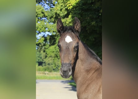 Meer warmbloeden, Merrie, veulen (06/2024), Zwart