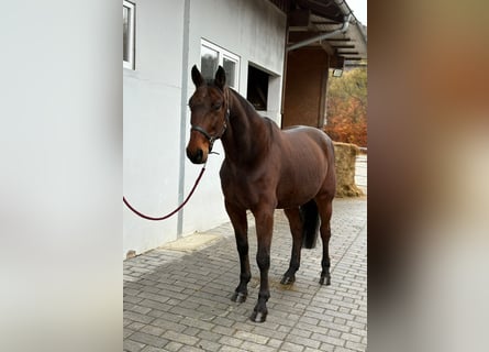 Meer warmbloeden, Ruin, 10 Jaar, 158 cm, Bruin