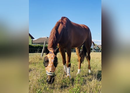 Meer warmbloeden, Ruin, 10 Jaar, 174 cm, Vos