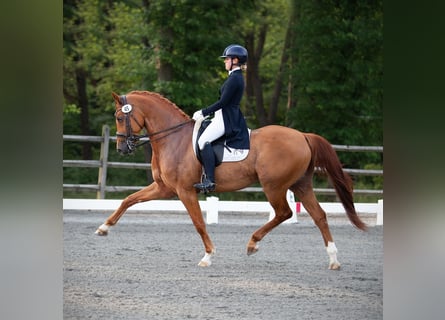 Meer warmbloeden, Ruin, 11 Jaar, 163 cm, Donkere-vos