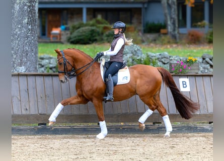 Meer warmbloeden, Ruin, 11 Jaar, 163 cm, Donkere-vos