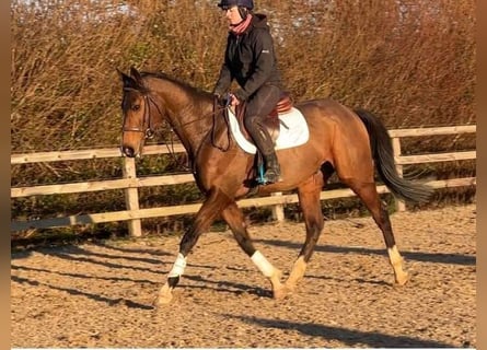 Meer warmbloeden, Ruin, 11 Jaar, 165 cm, Bruin