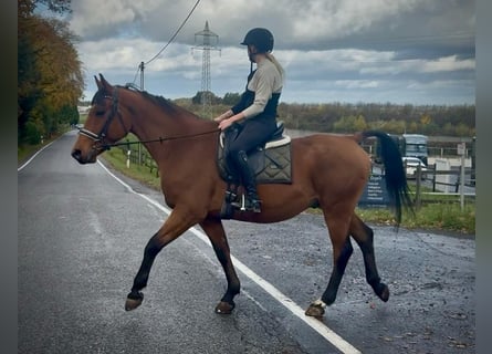 Meer warmbloeden, Ruin, 12 Jaar, 155 cm, Bruin