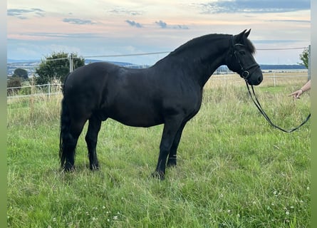 Meer warmbloeden Mix, Ruin, 12 Jaar, 160 cm, Zwart