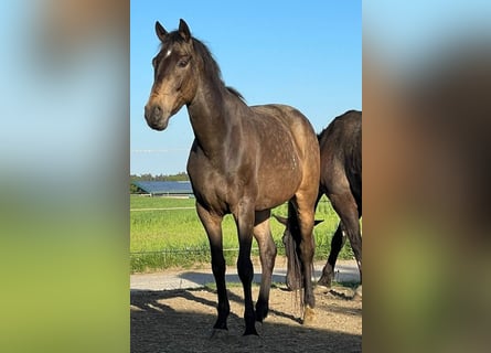 Meer warmbloeden, Ruin, 12 Jaar, 165 cm, Falbe