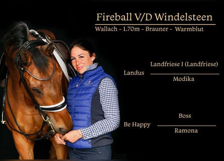 Meer warmbloeden, Ruin, 13 Jaar, 175 cm, Brauner