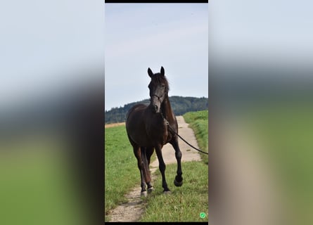 Meer warmbloeden, Ruin, 14 Jaar, 151 cm, Donkerbruin
