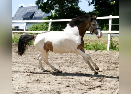 Meer warmbloeden, Ruin, 2 Jaar, 168 cm, Gevlekt-paard