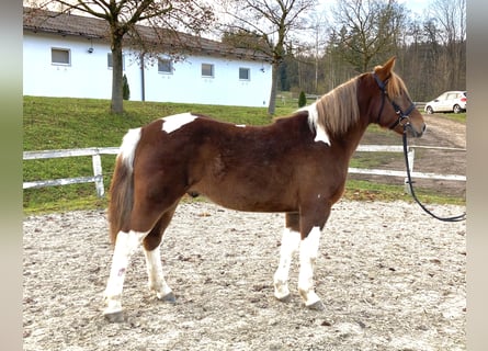 Meer warmbloeden Mix, Ruin, 3 Jaar, 155 cm, Gevlekt-paard