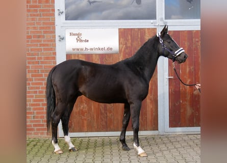 Meer warmbloeden, Ruin, 3 Jaar, 155 cm, Zwart