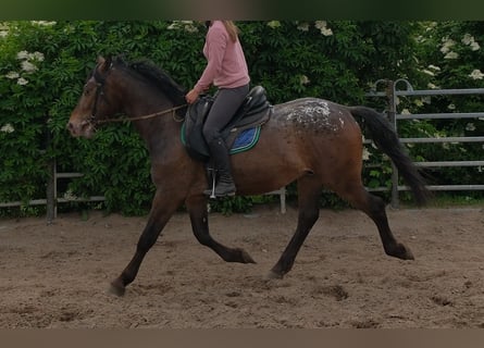 Meer warmbloeden, Ruin, 3 Jaar, 158 cm, Appaloosa