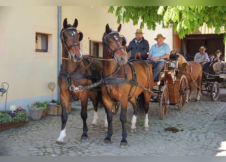 Meer warmbloeden, Ruin, 3 Jaar, 160 cm, Bruin