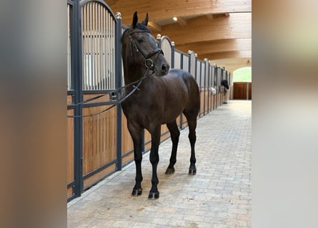 Meer warmbloeden, Ruin, 3 Jaar, 160 cm, Schimmel