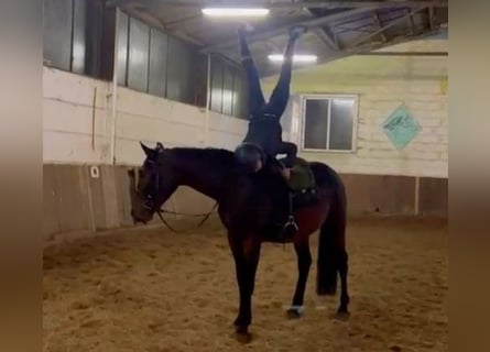 Meer warmbloeden, Ruin, 3 Jaar, 164 cm, Donkerbruin