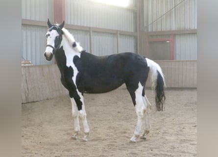 Meer warmbloeden, Ruin, 3 Jaar, 168 cm, Gevlekt-paard