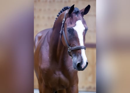 Meer warmbloeden, Ruin, 3 Jaar, 171 cm, Bruin