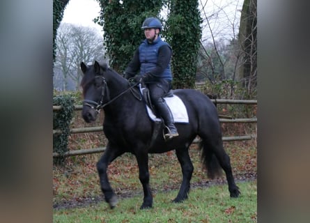 Meer warmbloeden, Ruin, 4 Jaar, 152 cm, Zwart