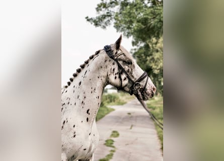 Meer warmbloeden, Ruin, 4 Jaar, 158 cm, Appaloosa