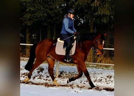 Meer warmbloeden, Ruin, 4 Jaar, 160 cm, Bruin