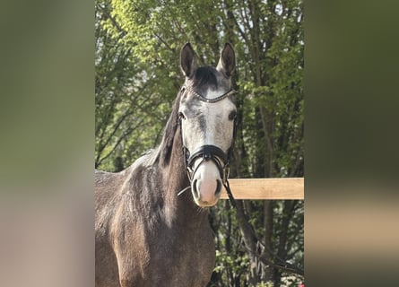 Meer warmbloeden, Ruin, 4 Jaar, 160 cm, Schimmel