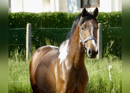Meer warmbloeden, Ruin, 4 Jaar, 164 cm, Gevlekt-paard