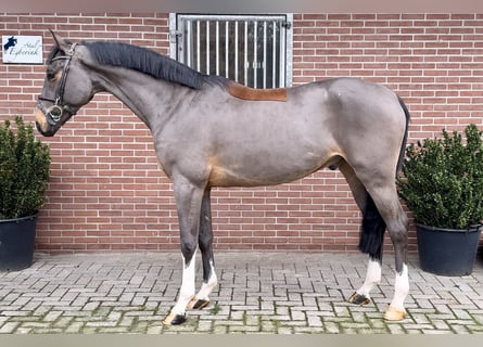 Meer warmbloeden, Ruin, 4 Jaar, 166 cm, Bruin