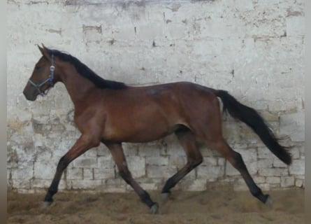 Weitere Warmblüter, Wallach, 4 Jahre, 168 cm, Brauner