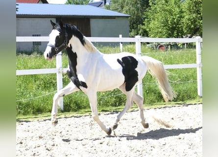 Meer warmbloeden, Ruin, 4 Jaar, 168 cm, Gevlekt-paard