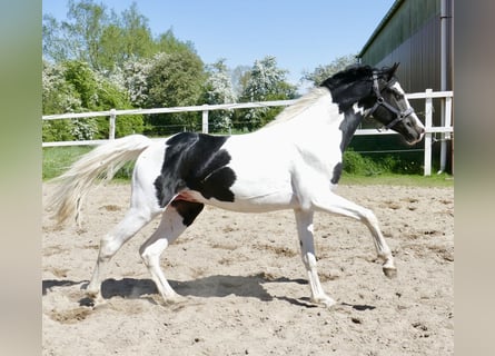 Meer warmbloeden, Ruin, 4 Jaar, 168 cm, Gevlekt-paard