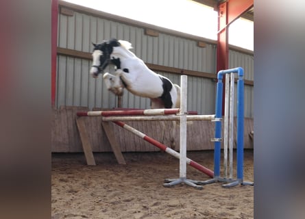 Meer warmbloeden, Ruin, 4 Jaar, 168 cm, Gevlekt-paard