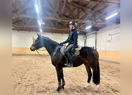 Meer warmbloeden, Ruin, 4 Jaar, 170 cm, Donkerbruin