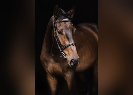 Meer warmbloeden, Ruin, 4 Jaar, 171 cm, Donkerbruin