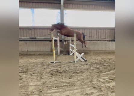 Meer warmbloeden, Ruin, 4 Jaar