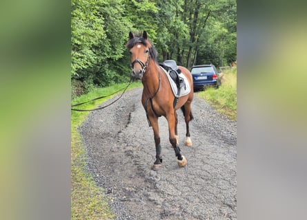 Meer warmbloeden, Ruin, 5 Jaar, 152 cm, Bruin