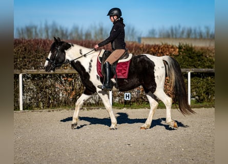 Meer warmbloeden, Ruin, 5 Jaar, 155 cm, Gevlekt-paard