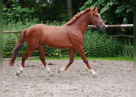 Meer warmbloeden, Ruin, 5 Jaar, 160 cm