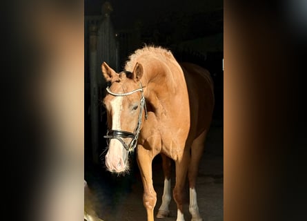 Meer warmbloeden, Ruin, 5 Jaar, 163 cm, Vos