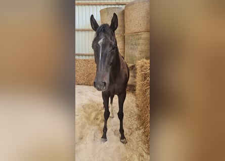 Meer warmbloeden, Ruin, 5 Jaar, 163 cm, Zwart
