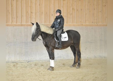 Meer warmbloeden, Ruin, 5 Jaar, 164 cm, Donkere-vos