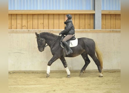 Meer warmbloeden, Ruin, 5 Jaar, 164 cm, Donkere-vos