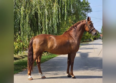 Meer warmbloeden, Ruin, 5 Jaar, 165 cm, Donkere-vos